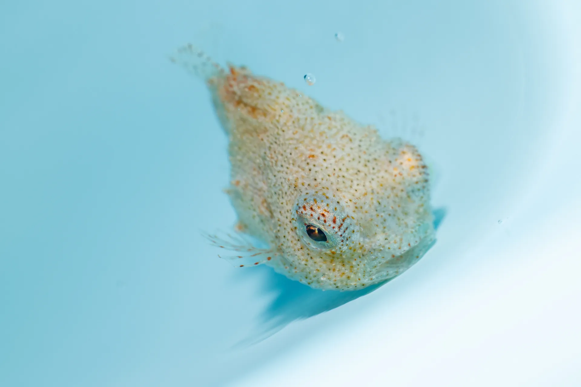 Pacific Spiny Lumpsucker (Eumicrotremus orbis)