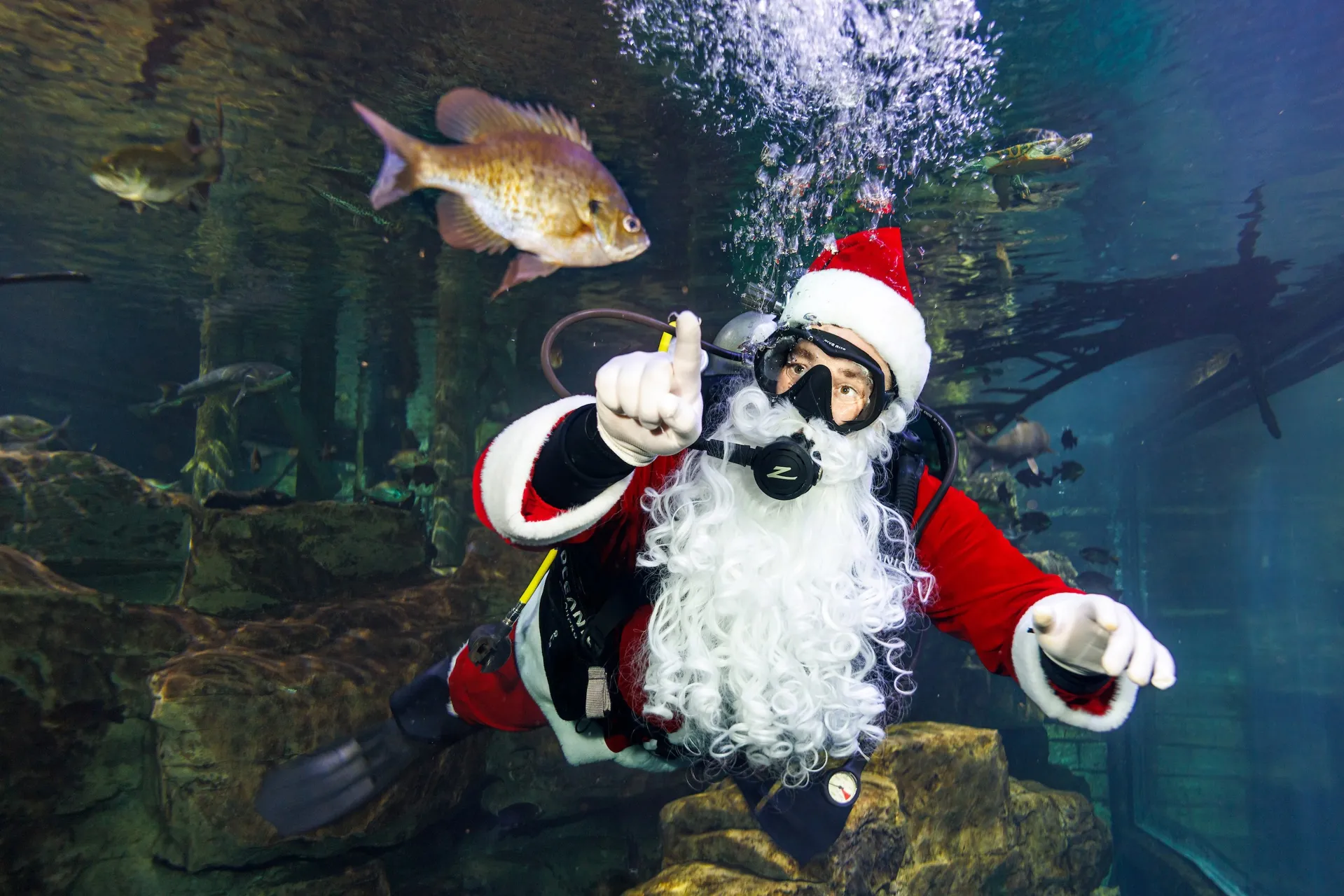 Holidays Under the Peaks returns to Aquarium