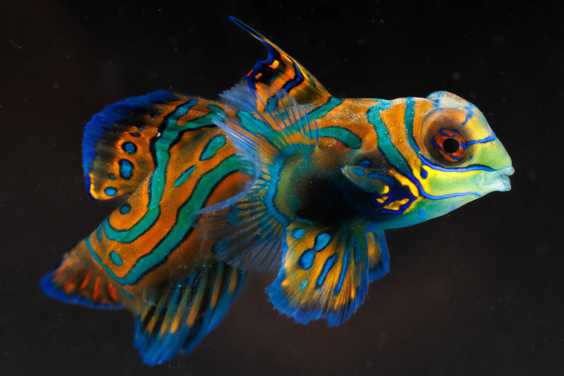 Blue Mandarin Dragonette (Synchiropus splendidus), a small fish with a vibrant pattern of blue and orange, at the Tennessee Aquarium