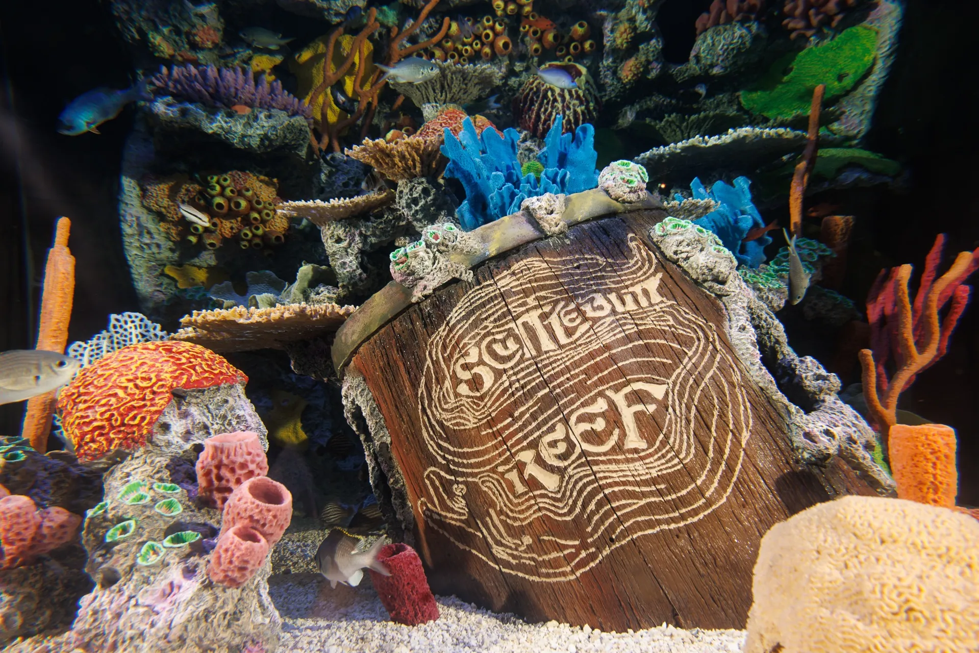 An exhibit within the TN Aquarium's new Scuttlebutt Reef gallery with colorful coral replicas and a barrel that has the Scuttlebutt Reef logo on it