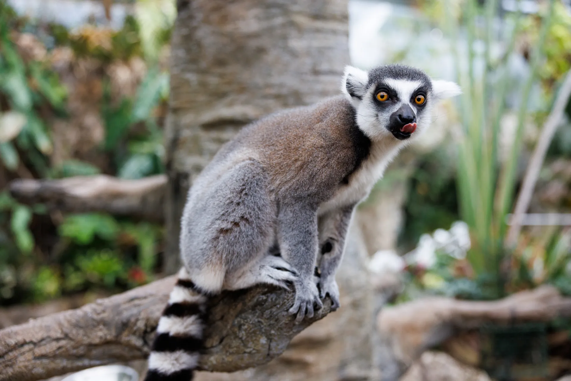 A Ring-tailed Lemur perches on a tree branch with his tongue sticking out.