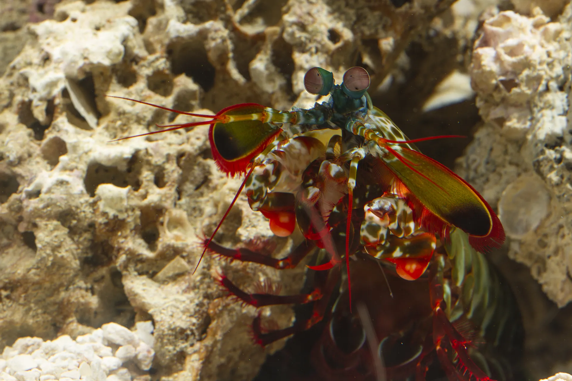 Peacock Mantis Shrimp