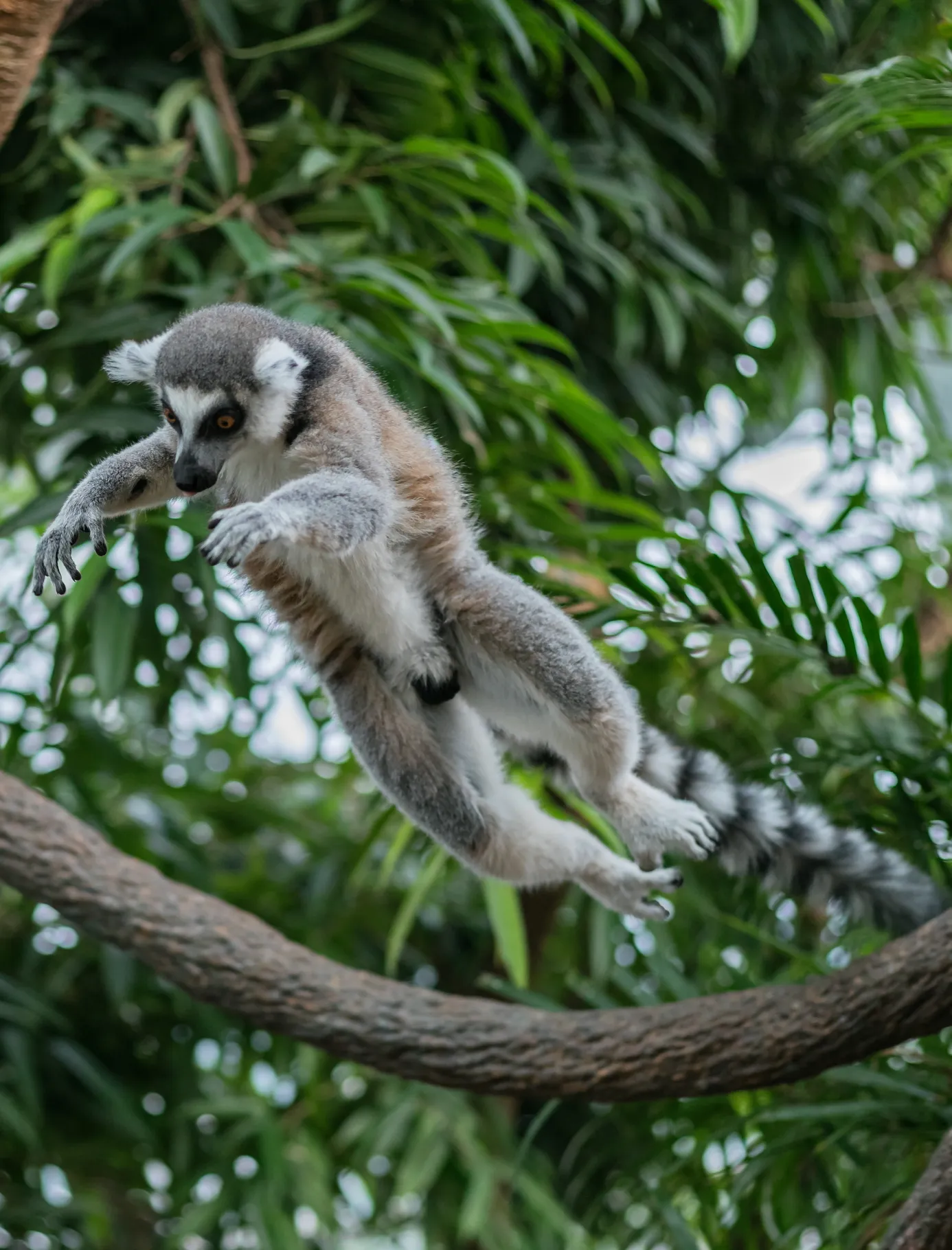 A Ring-tailed Lemur leaps through the air. A tree branch or vine is in the background.