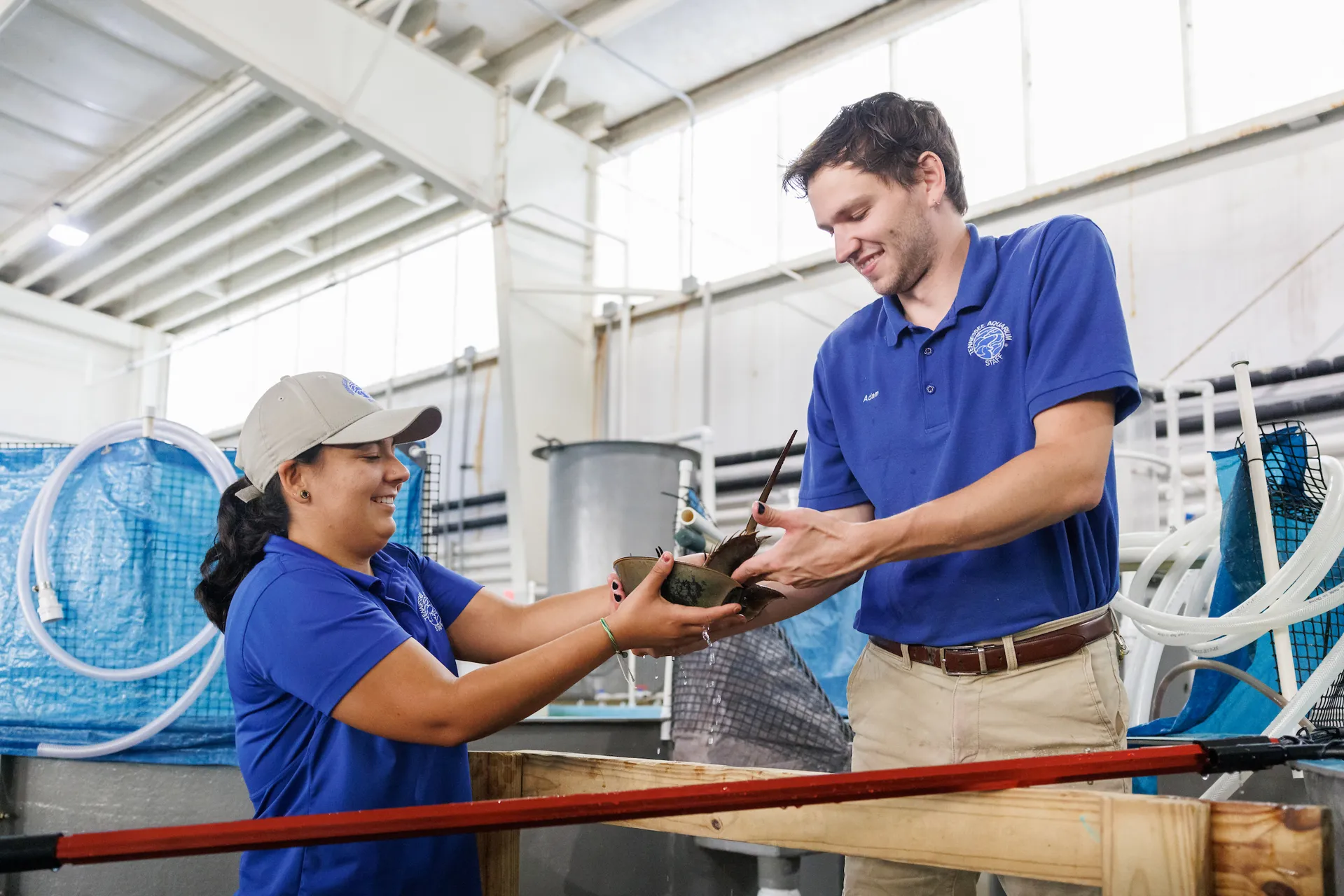 Two uniformed employees of the Tennessee Aquarium hand off a Horseshoe Crab to each other.