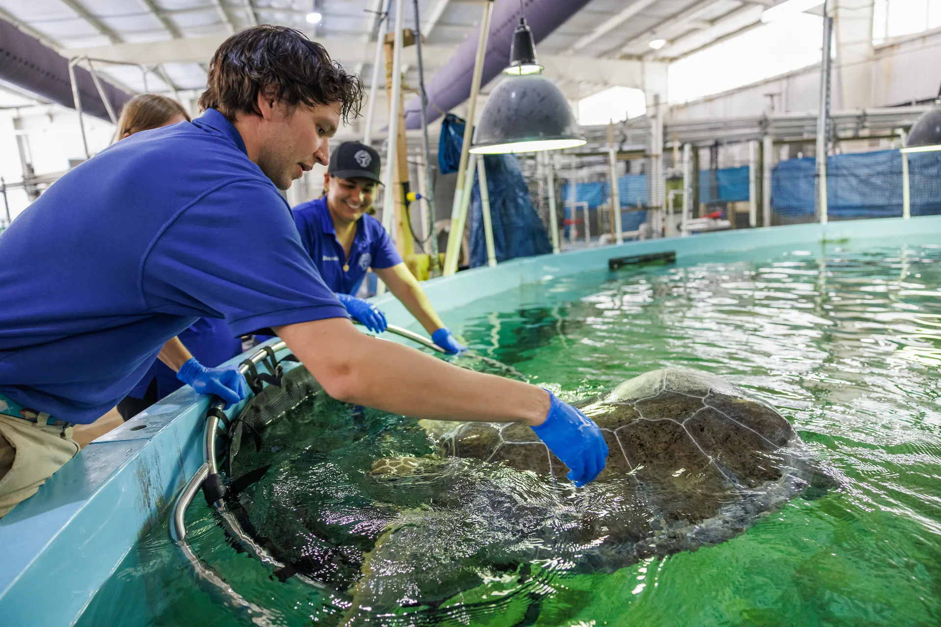 Workers in blue uniform shirts and blue gloves work to guide a sea turtle into a net for relocation from an indoor aquarium holding system.