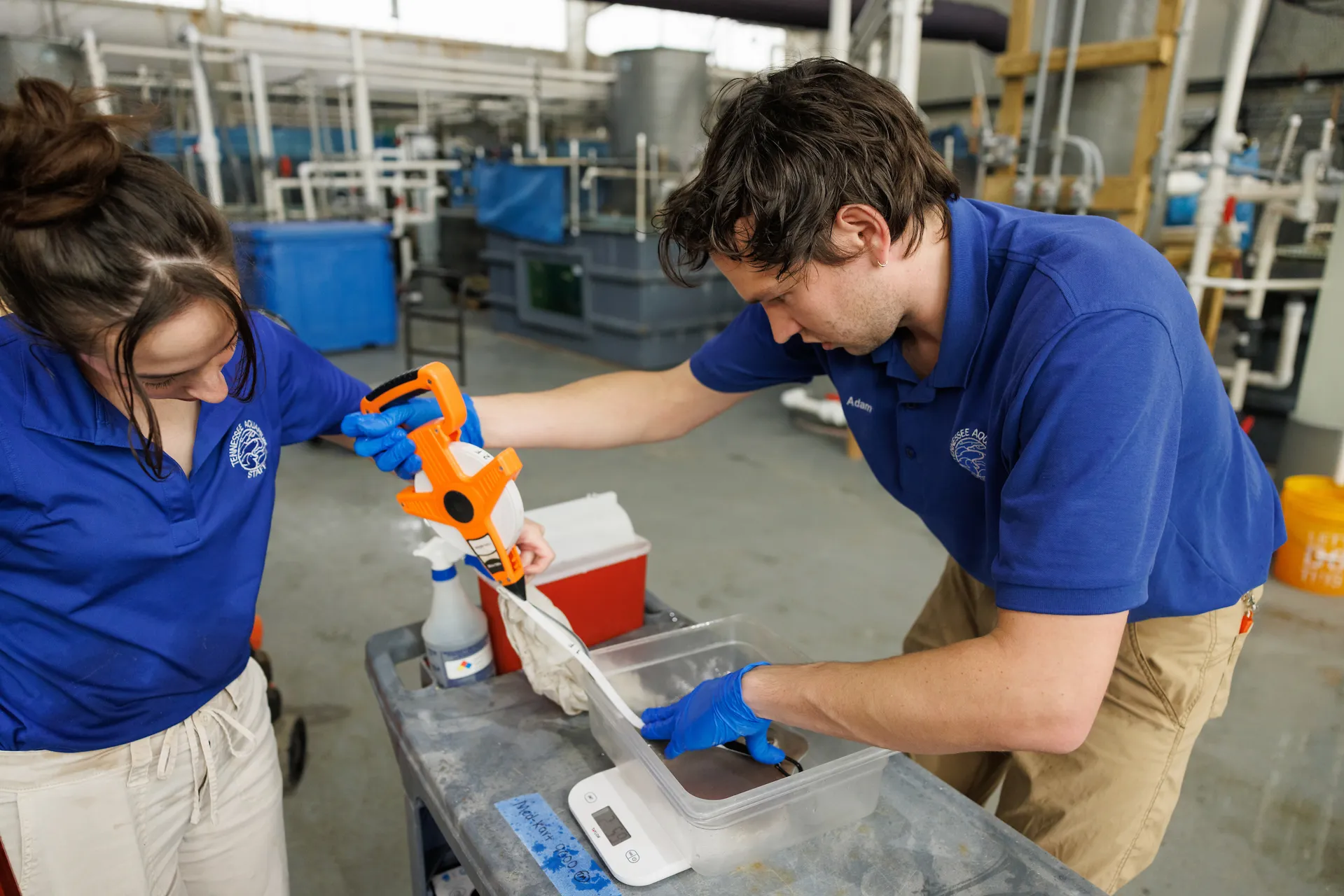 Two employees of an Aquarium wearing blue uniformed shirts and blue latex gloves take measurements of a juvenile stingray.