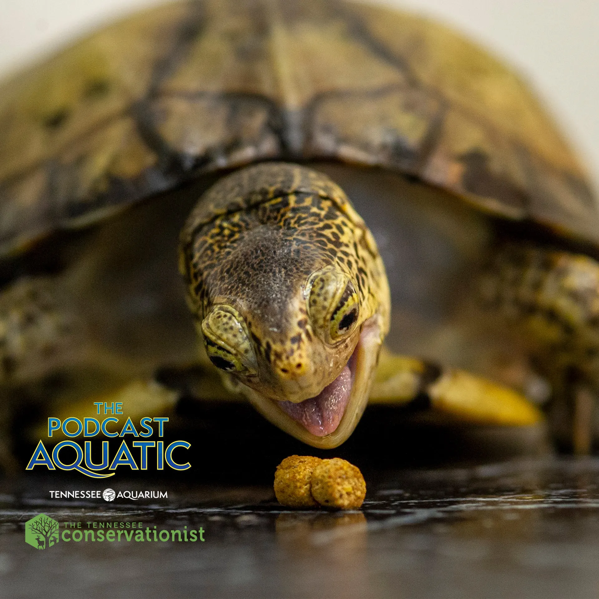 Podcast Aquatic thumbnail with a turtle getting ready to take a bite of a snack for episode on feeding the animals at the TN Aquarium