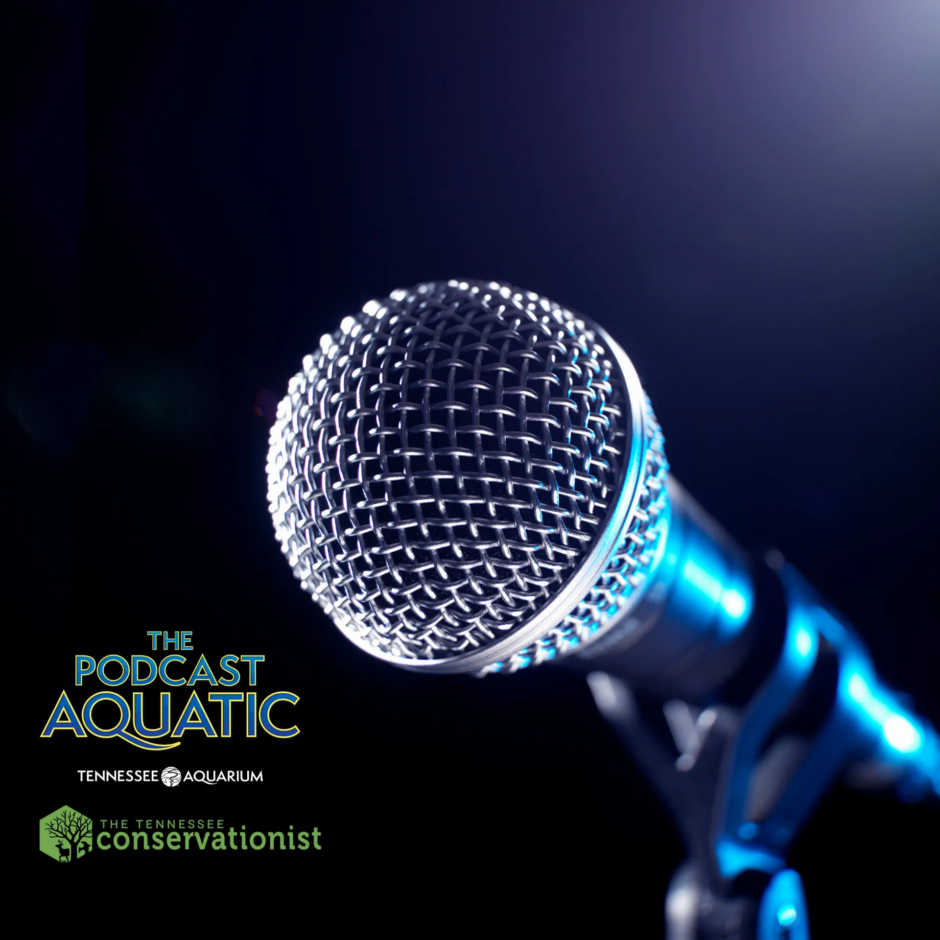 Podcast: "50th Episode Special — A Real Table-Turner"