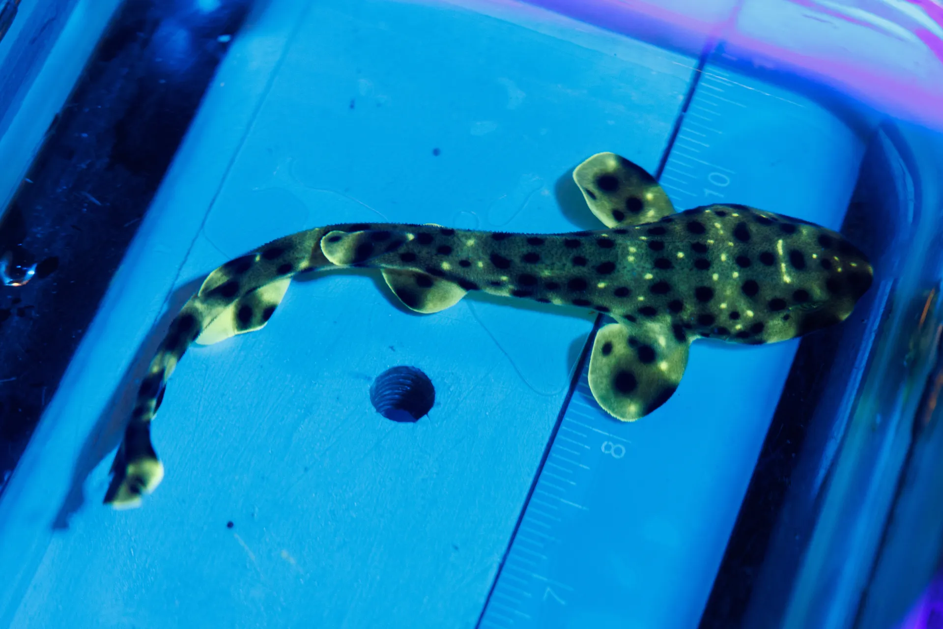 A young Swell Shark portraying its Biofluorescence