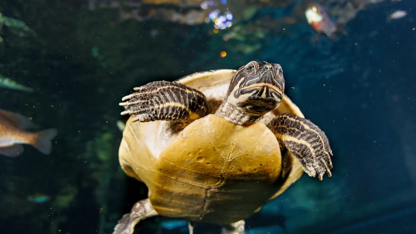 A turtle swims in an exhibit at the Tennessee Aquarium
