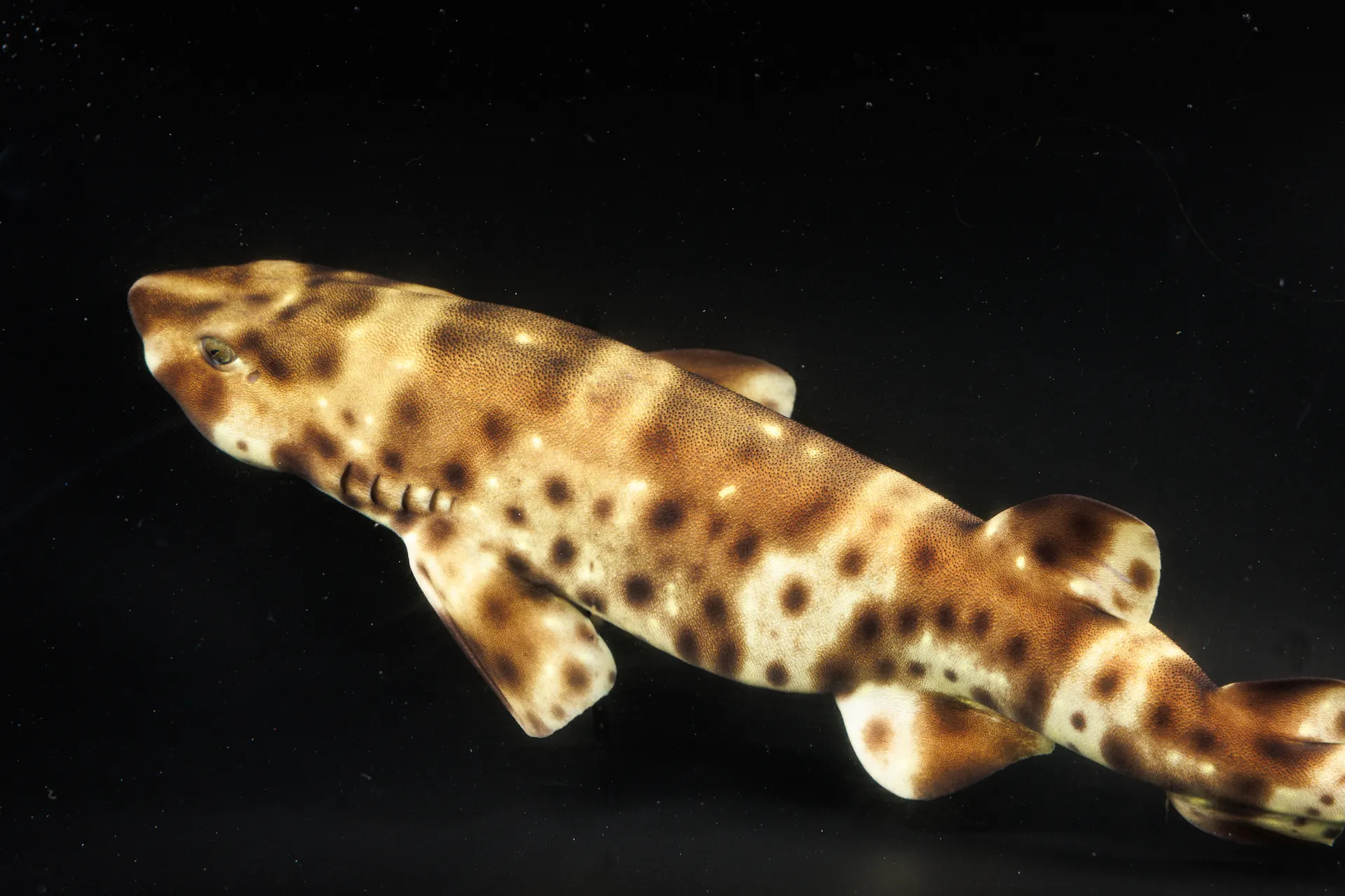 Swellshark (Cephaloscyllium ventriosum)