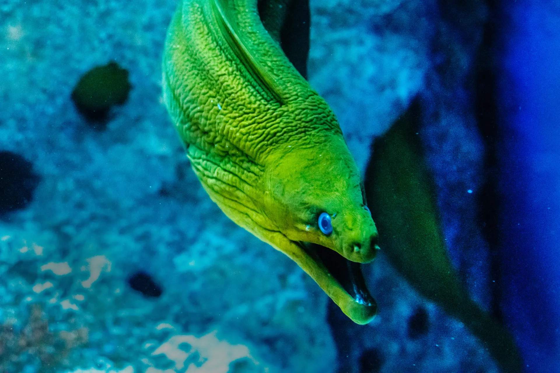 Green moray eel with its mouth open