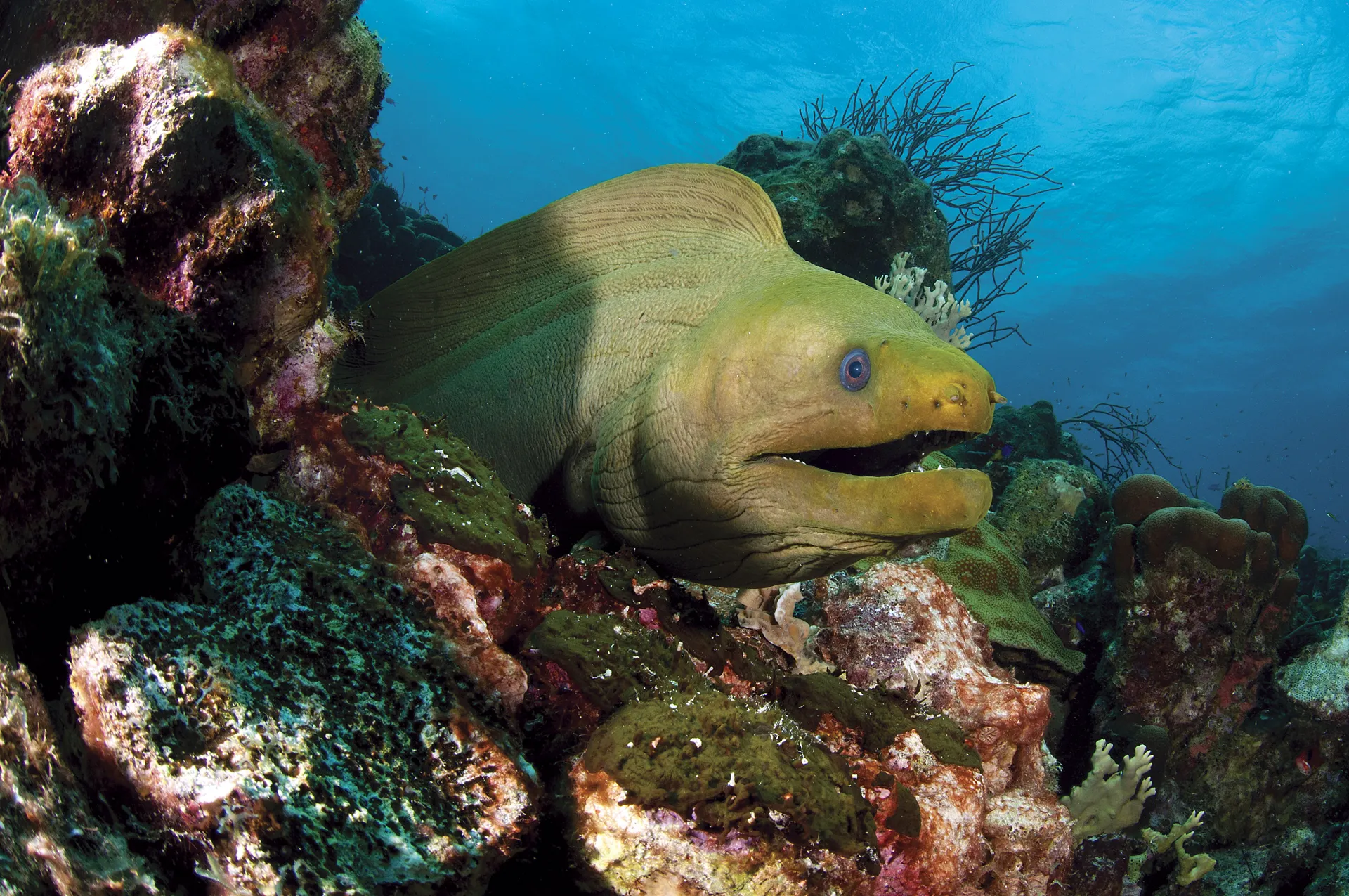 A Green Moray eel poking its head out from a coral reef