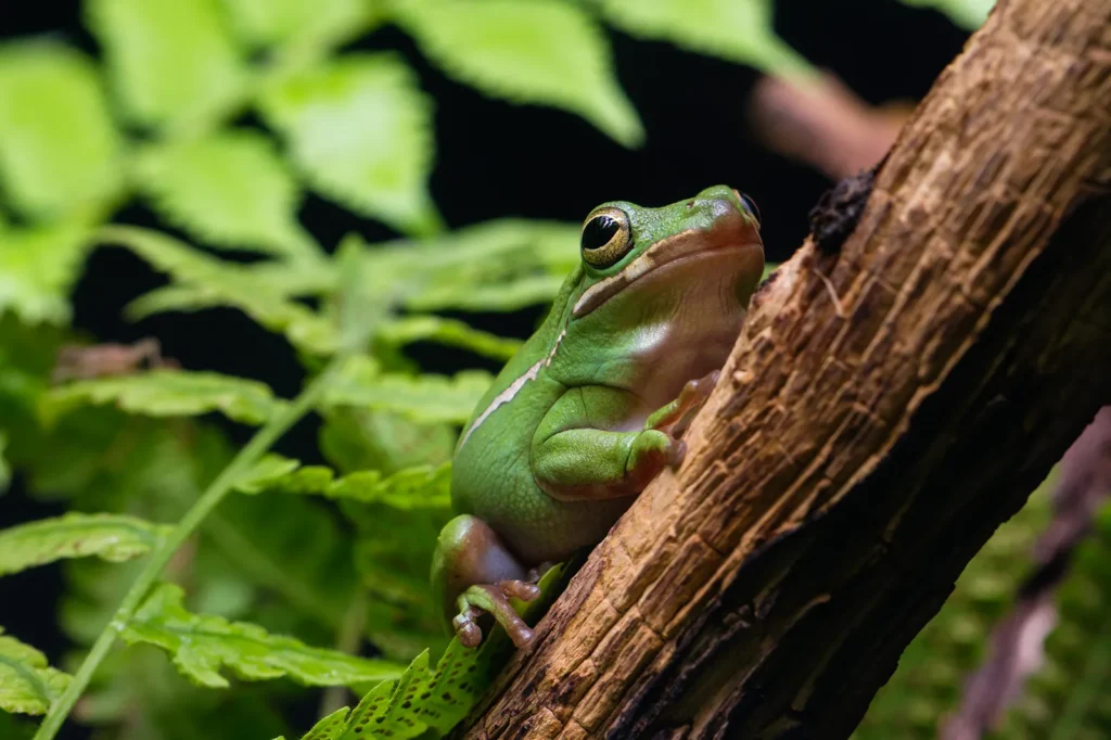 Green tree frog on a branch