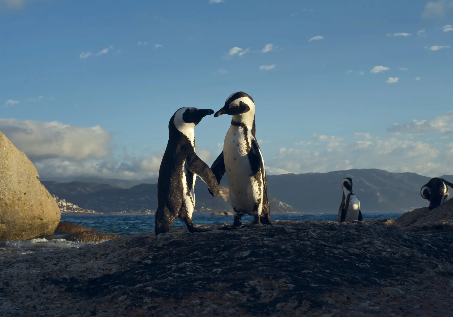 Two African Penguins stand on the rocky shoreline of Boulder Beach in South Africa in Penguins: A Love Story 3D. The film will begin showing at the Tennessee Aquarium IMAX 3D Theater on Feb. 13. (Credit: K2 Studios)