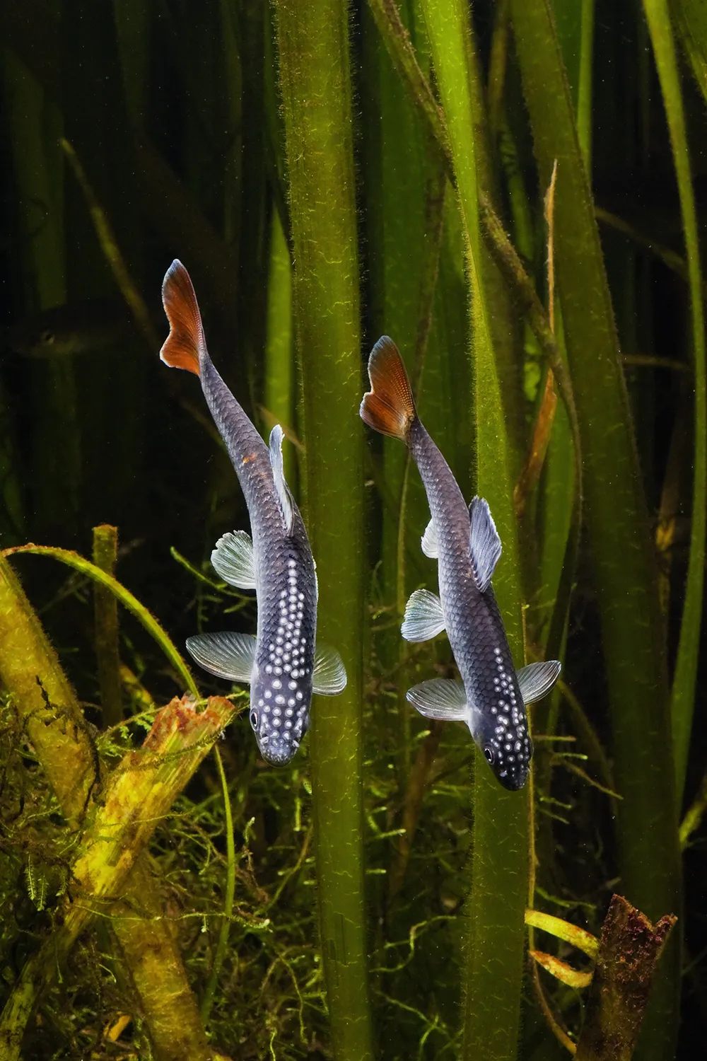Two Alabama Shiners in an aquarium
