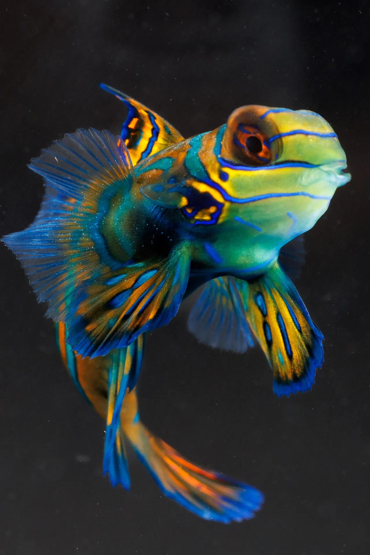 A photo of a Blue Mandarin Dragonet.