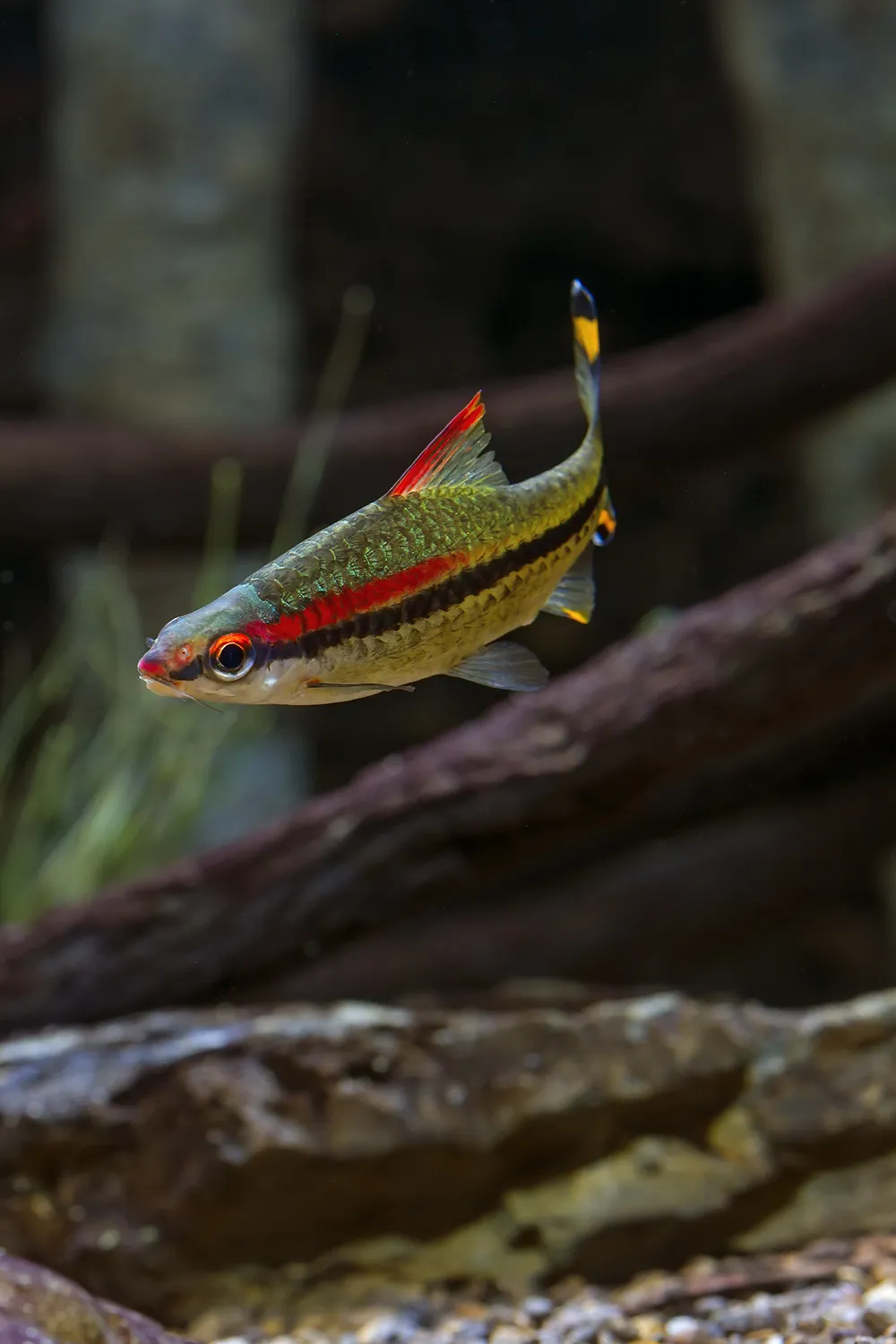 A Denison's Barb in an aquarium