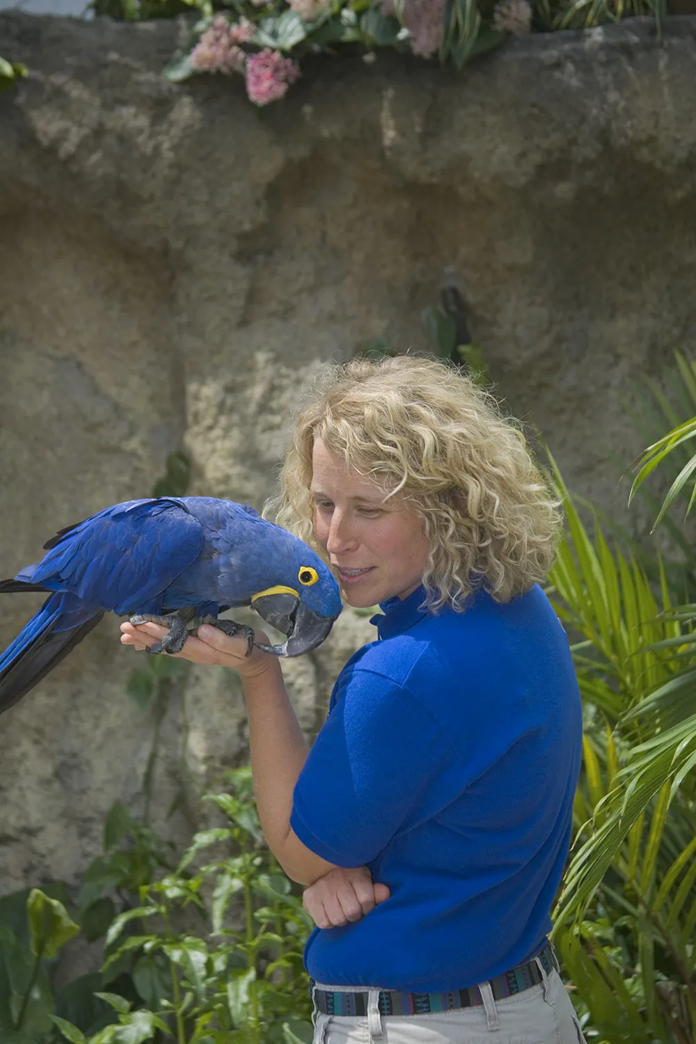 An Aquarium educator holds a Hyacinth Macaw