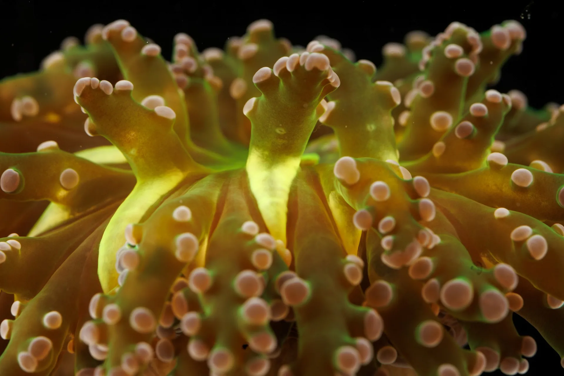 Frogspawn Coral, animal in the new exhibit, Scuttlebutt Reef, at the Tennessee Aquarium