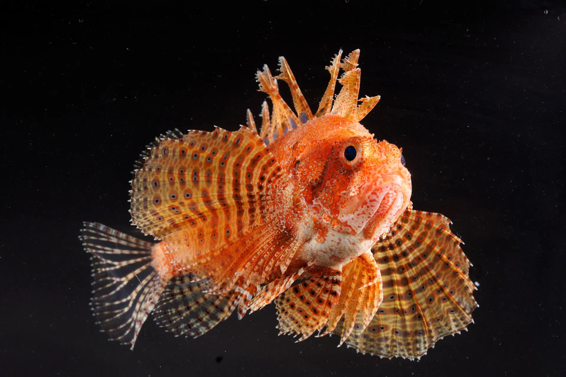 A photo of a Fuzzy Dwarf Lionfish.