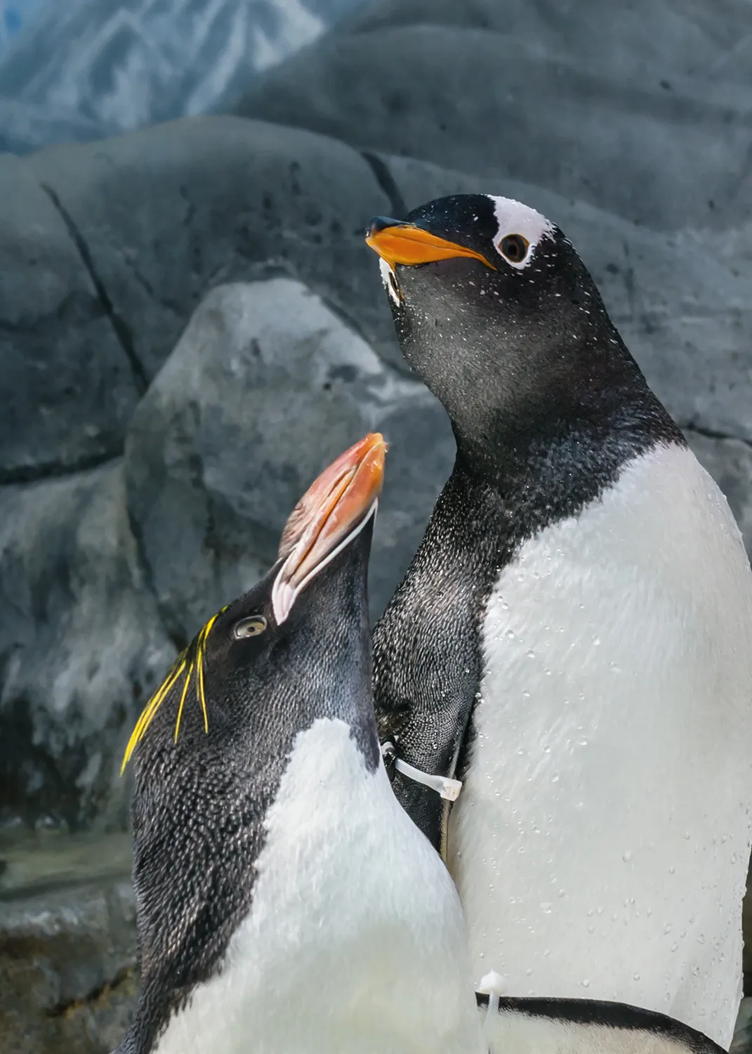 A Gentoo and Macaroni Penguin in an exhibit at the Aquarium