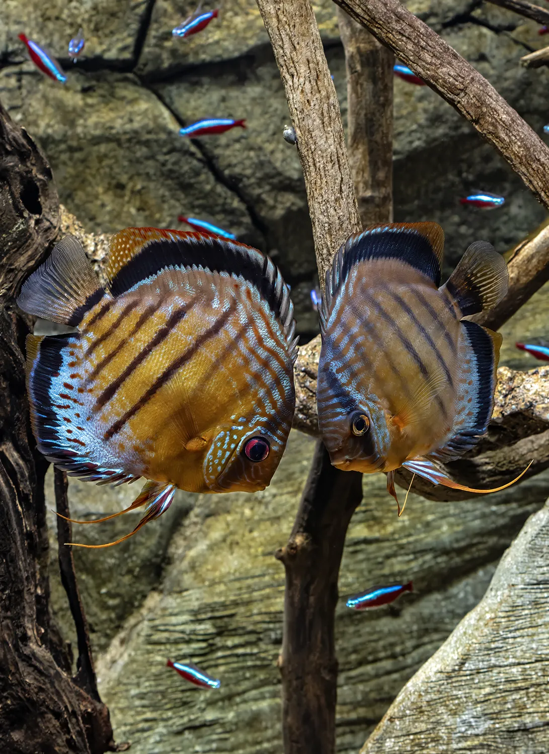 Two Green Discus fish in an aquarium