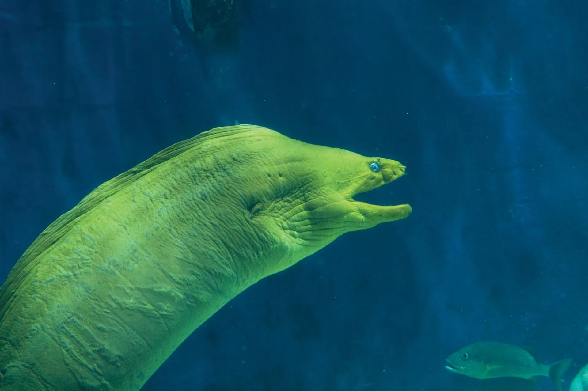 What&rsquo;s the Scuttlebutt? Tennessee Aquarium opening &lsquo;secretive&rsquo; new gallery March 7