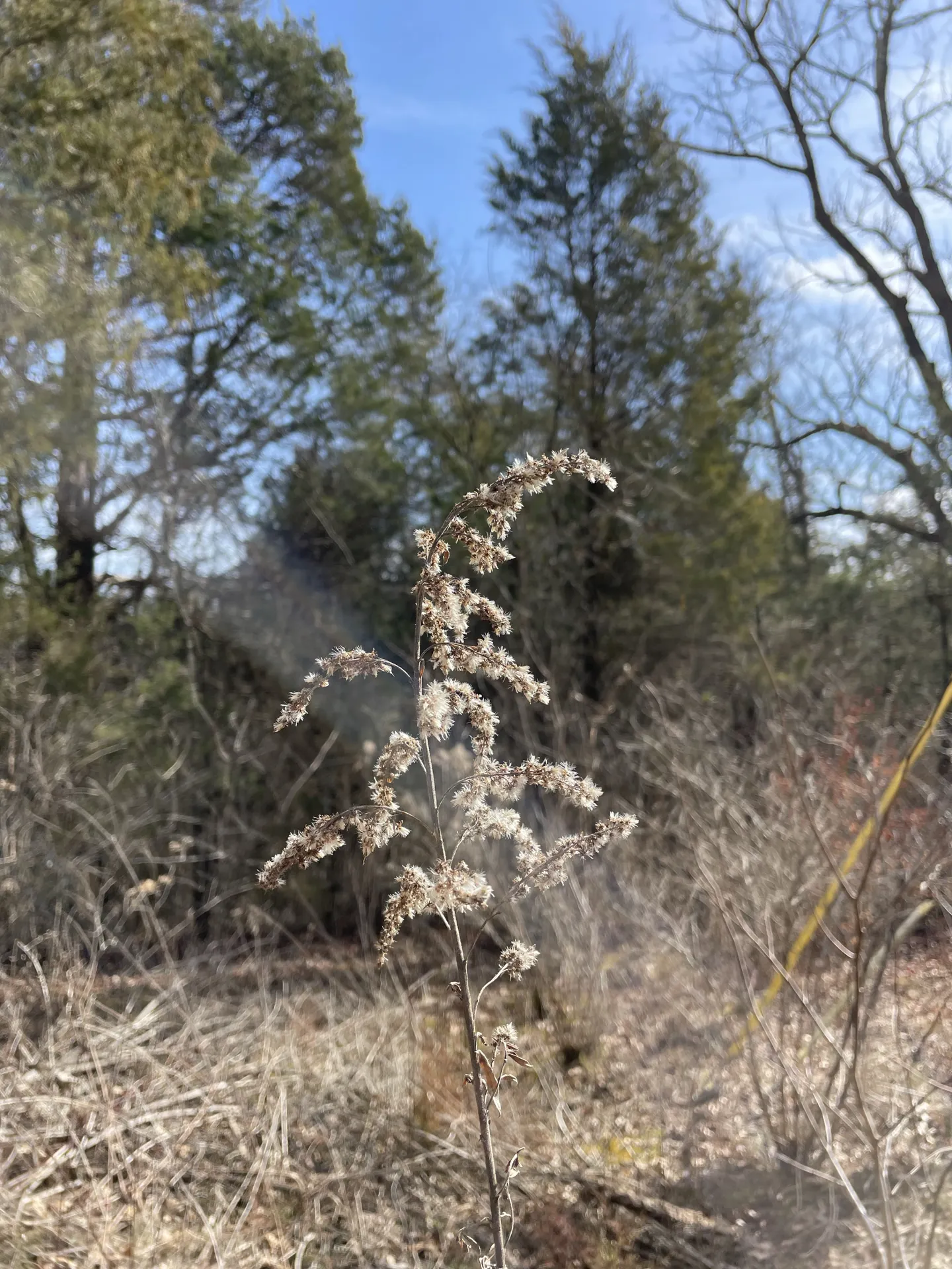A dried goldenrod flower that has perfectly maintained its shape.