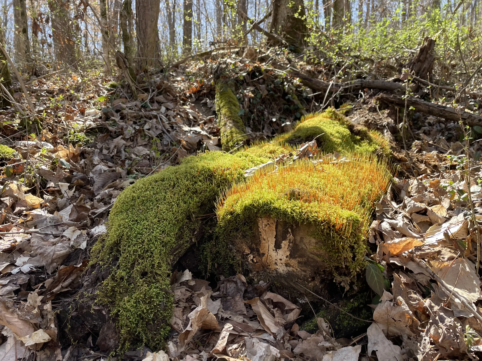 Bright green mosses on a fallen log in the woods.