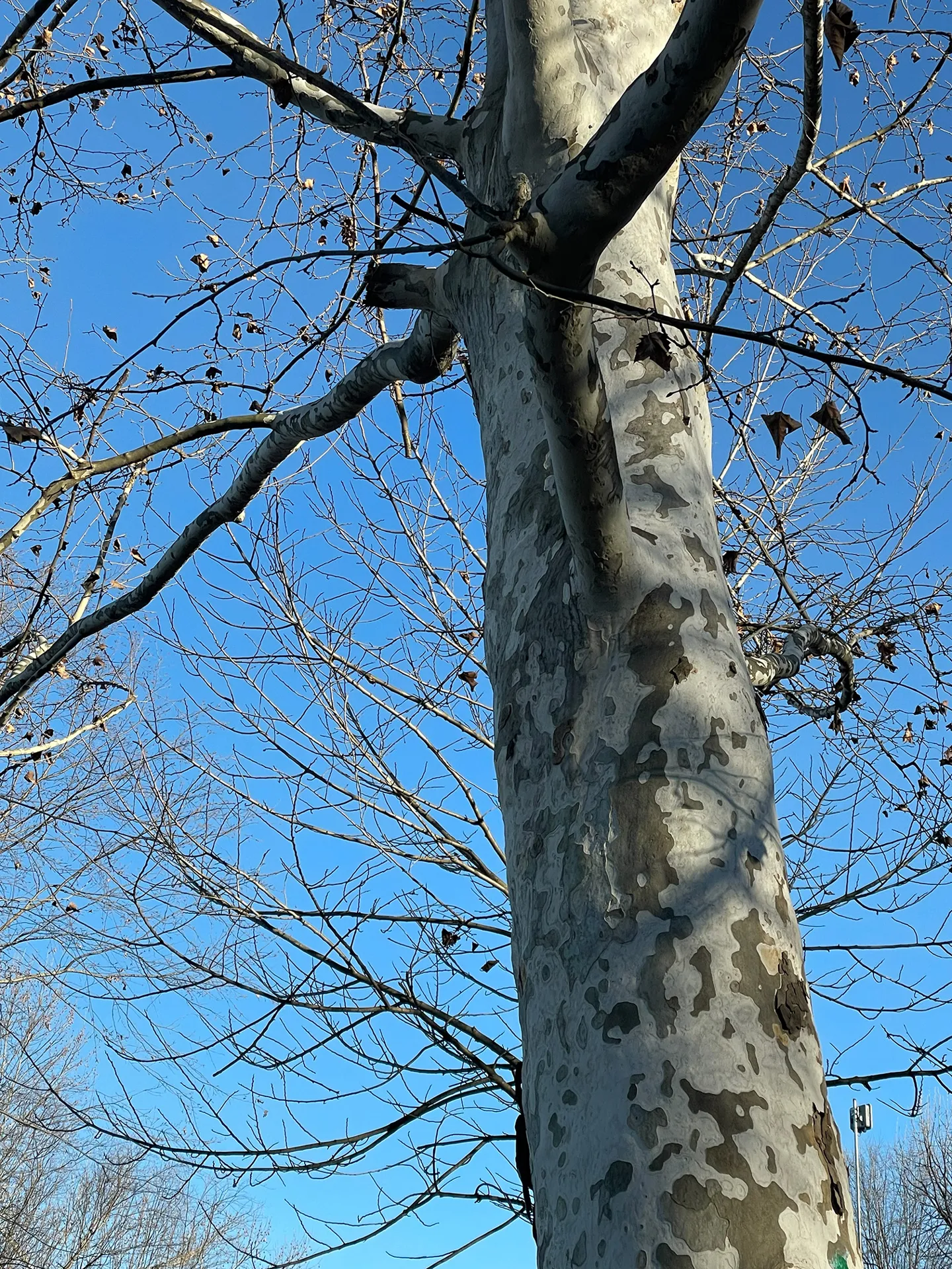 Patchy sycamore tree bark on a sunny winter day.