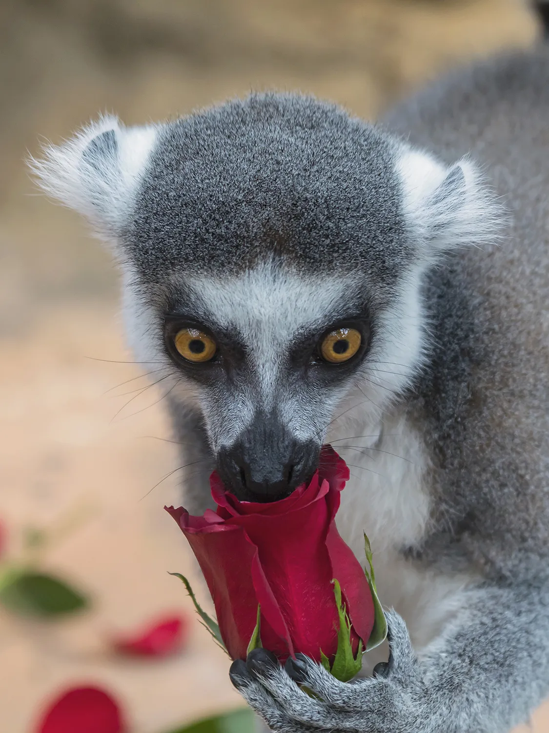 A Ring-tailed Lemur holds a rose for Valentines Day.