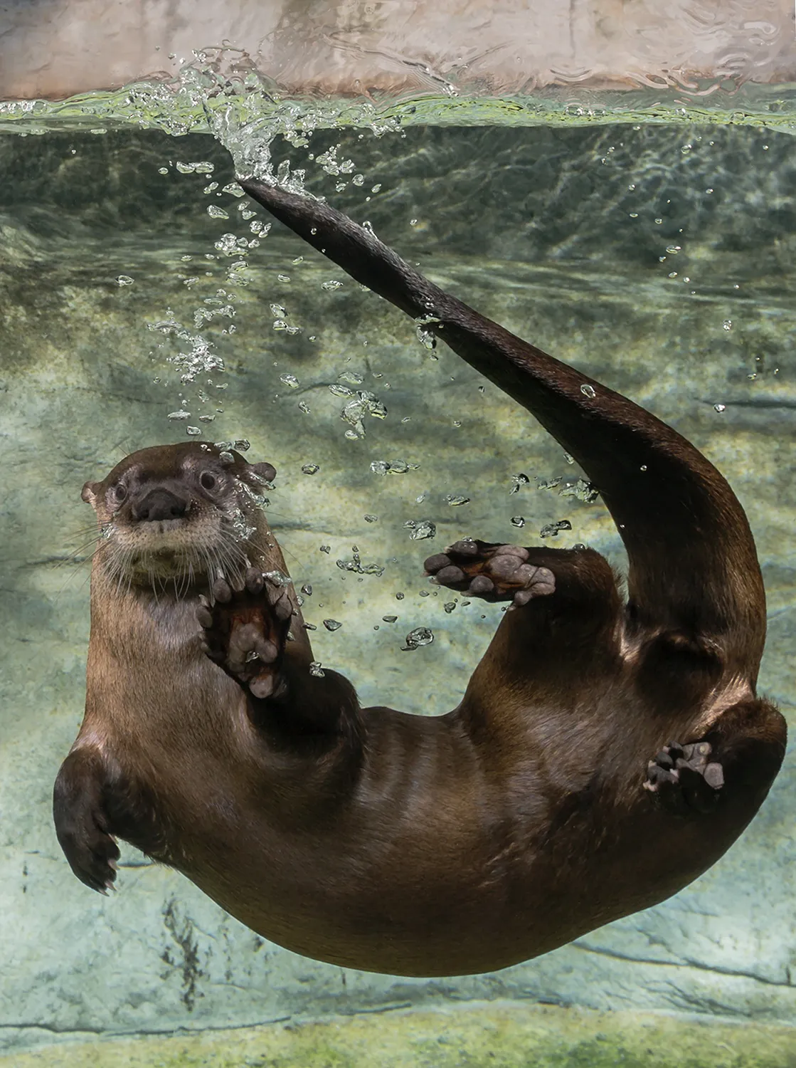A River Otter swims in an aquarium exhibit