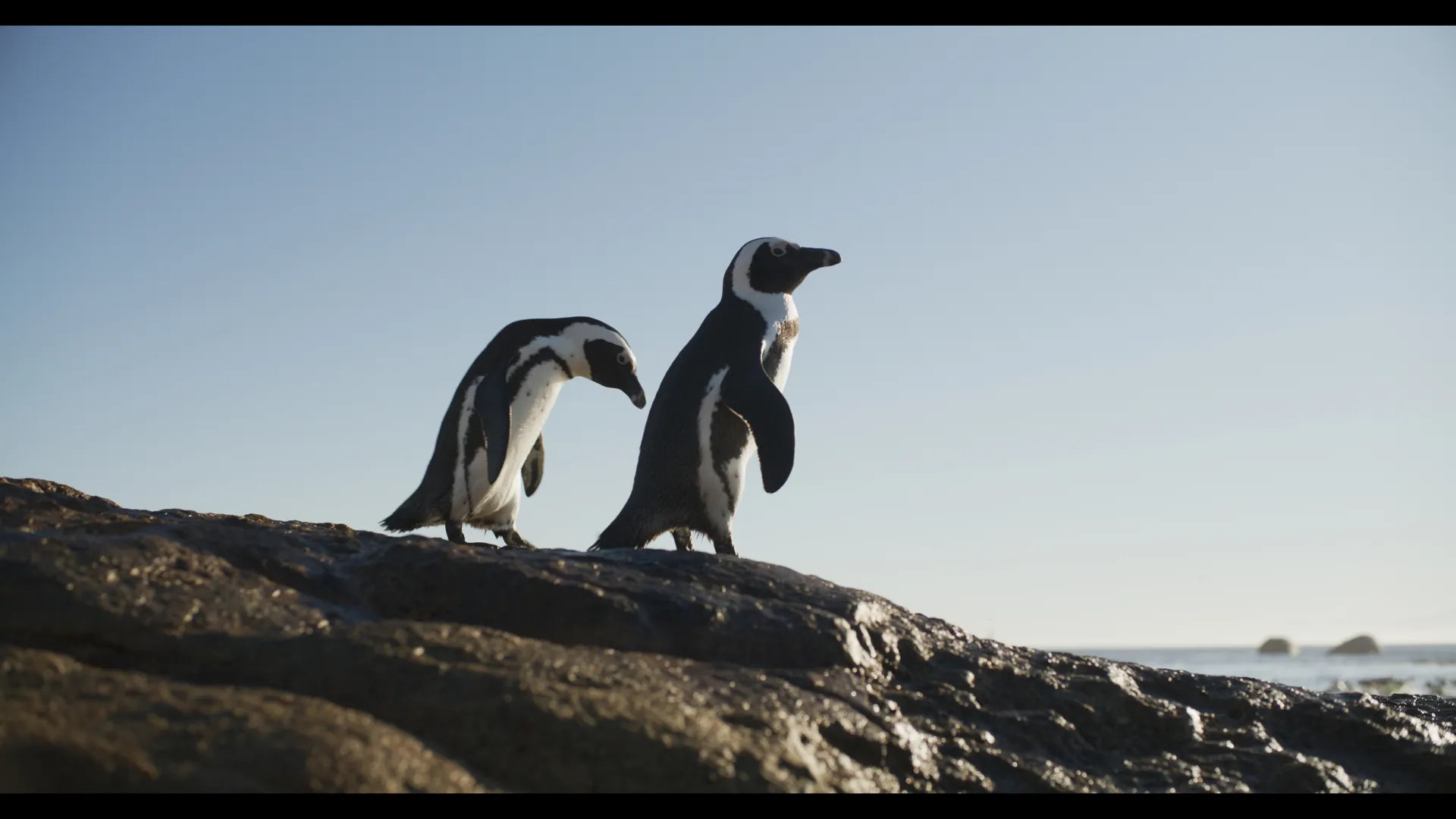 Two penguins standing side-by-side looking out at the ocean on a sandy ground.