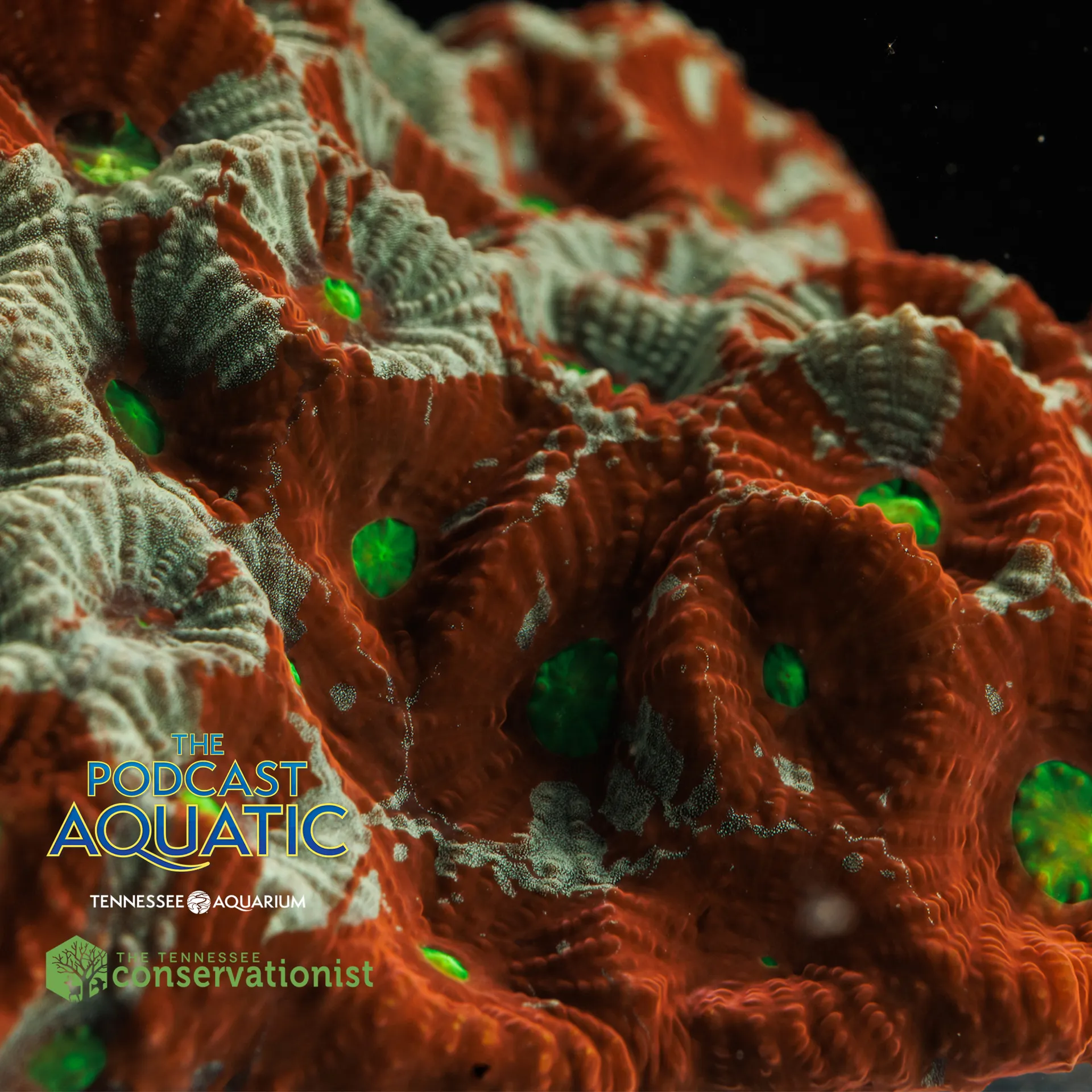 Podcast: "How We're 'Building' A Reef"