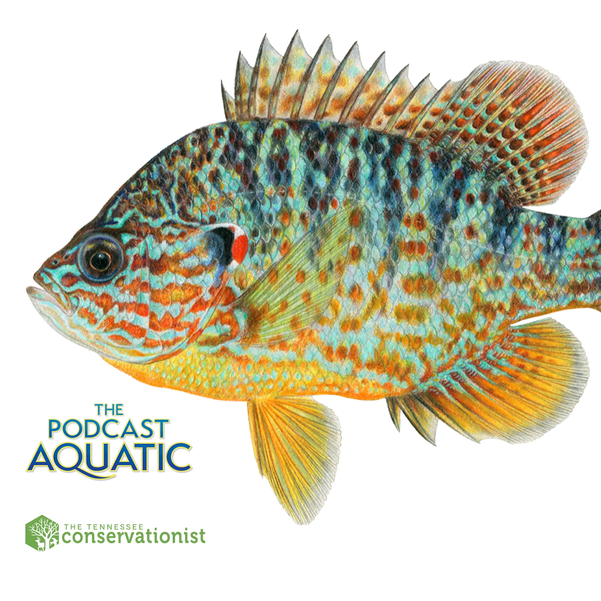 Podcast: "Art+Science Part 2: A Modern-Day Leonardo Da FIN-ci"