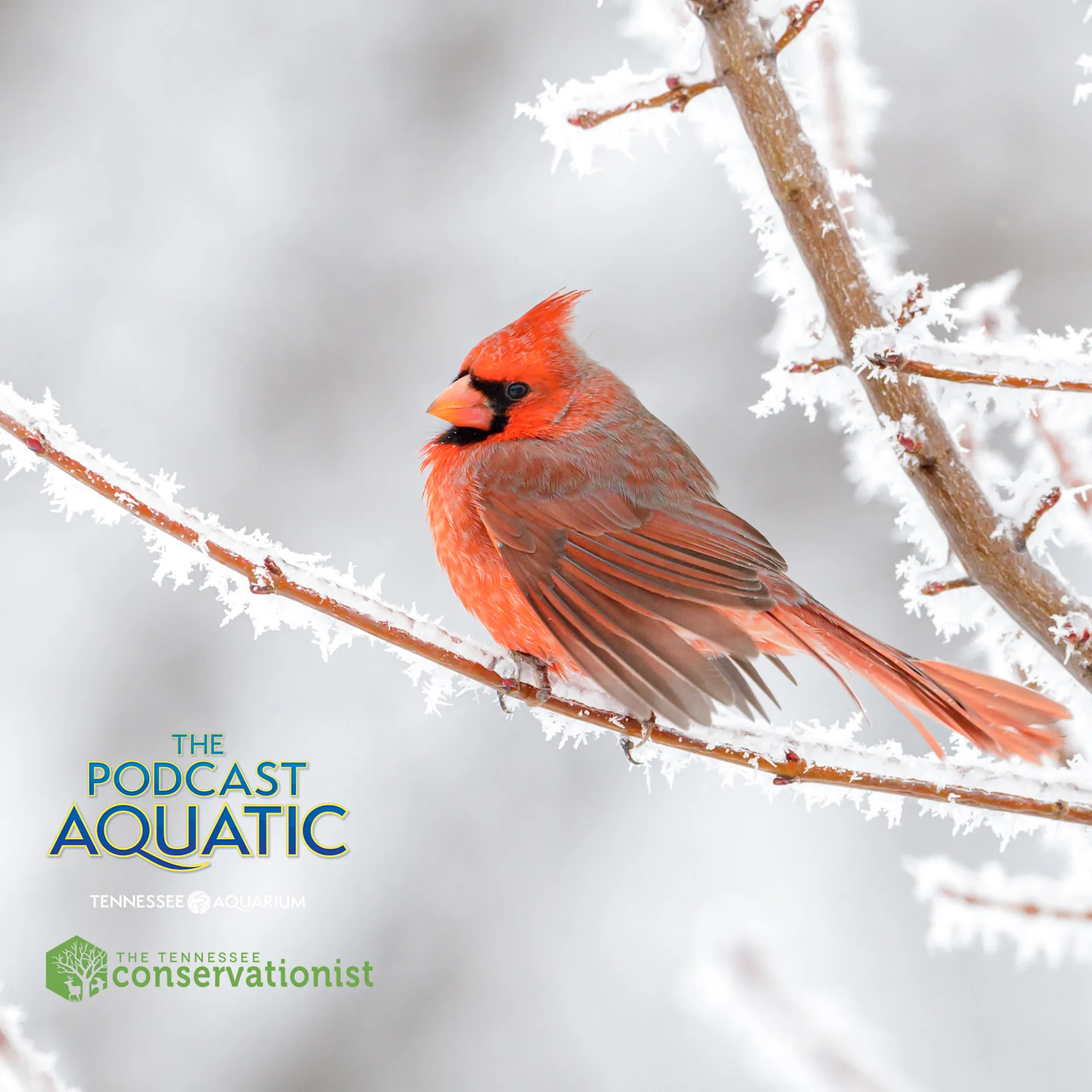 Podcast: "Wildlife Winter Games"