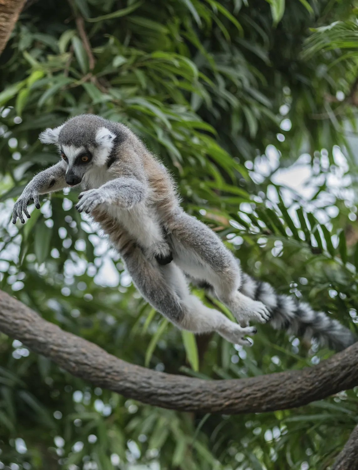 A ring-tailed lemur jumps from a branch