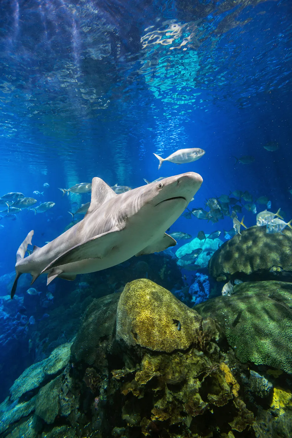 A Sandbar Shark swims in an exhibit