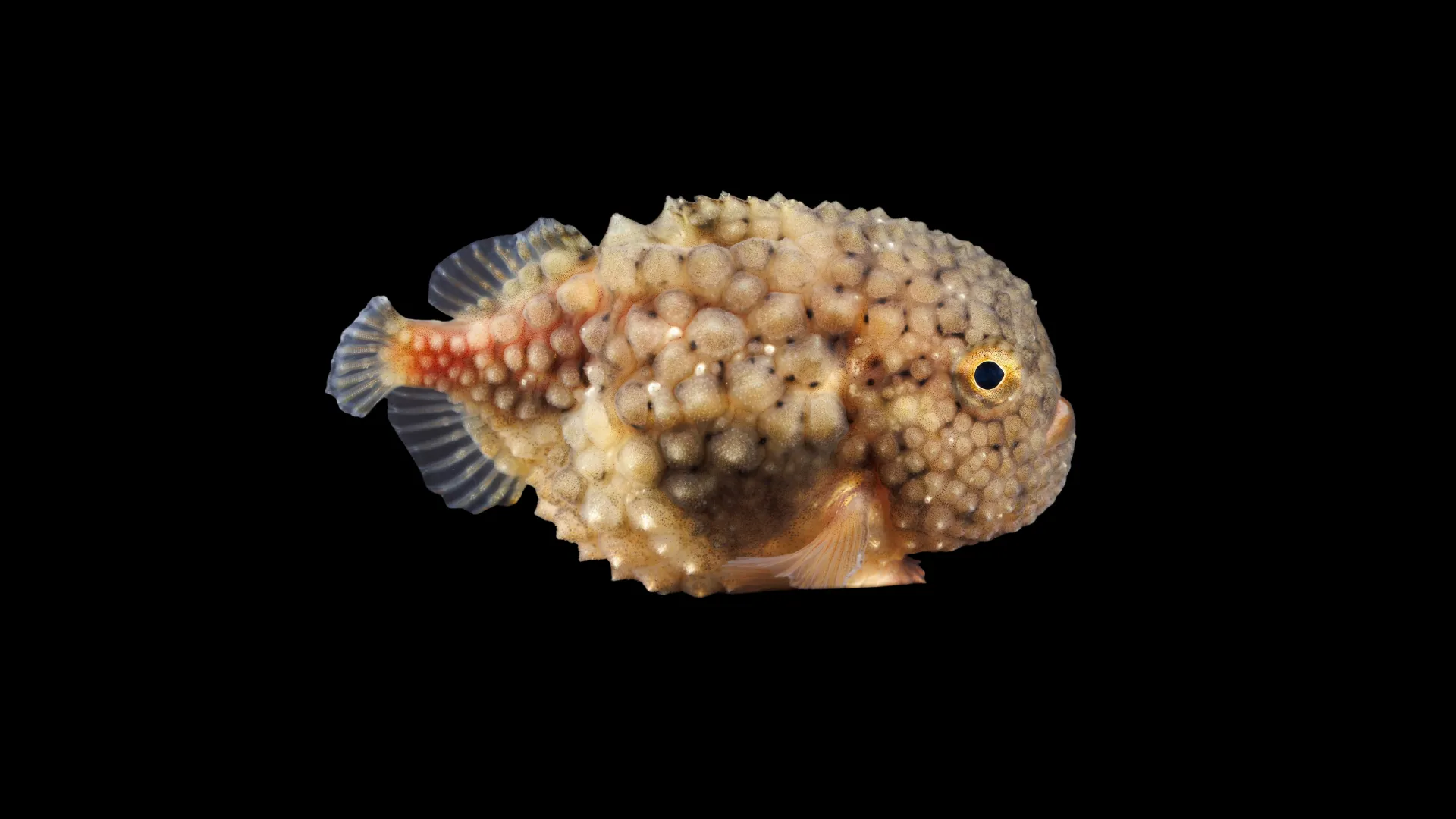 Siberian Lumpsucker, a small fish with a beige body covered in bumps