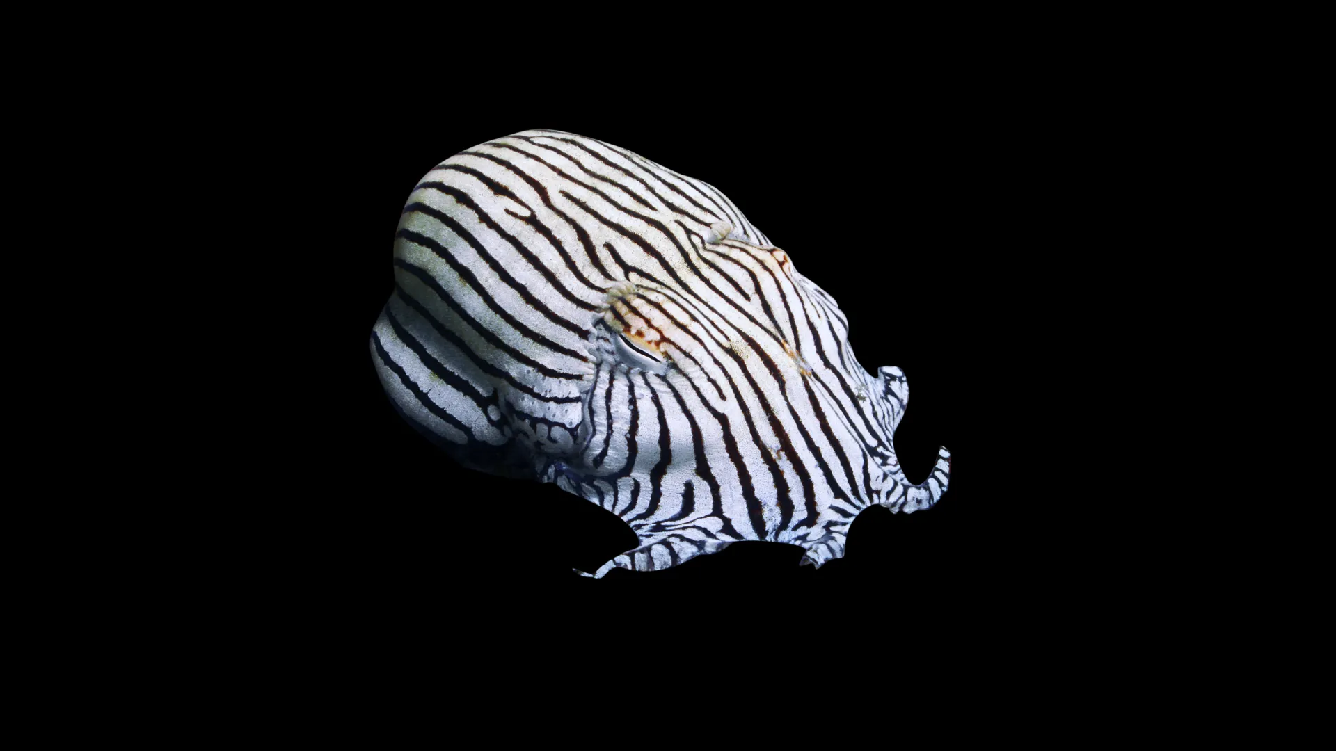 Striped Pyjama Squid