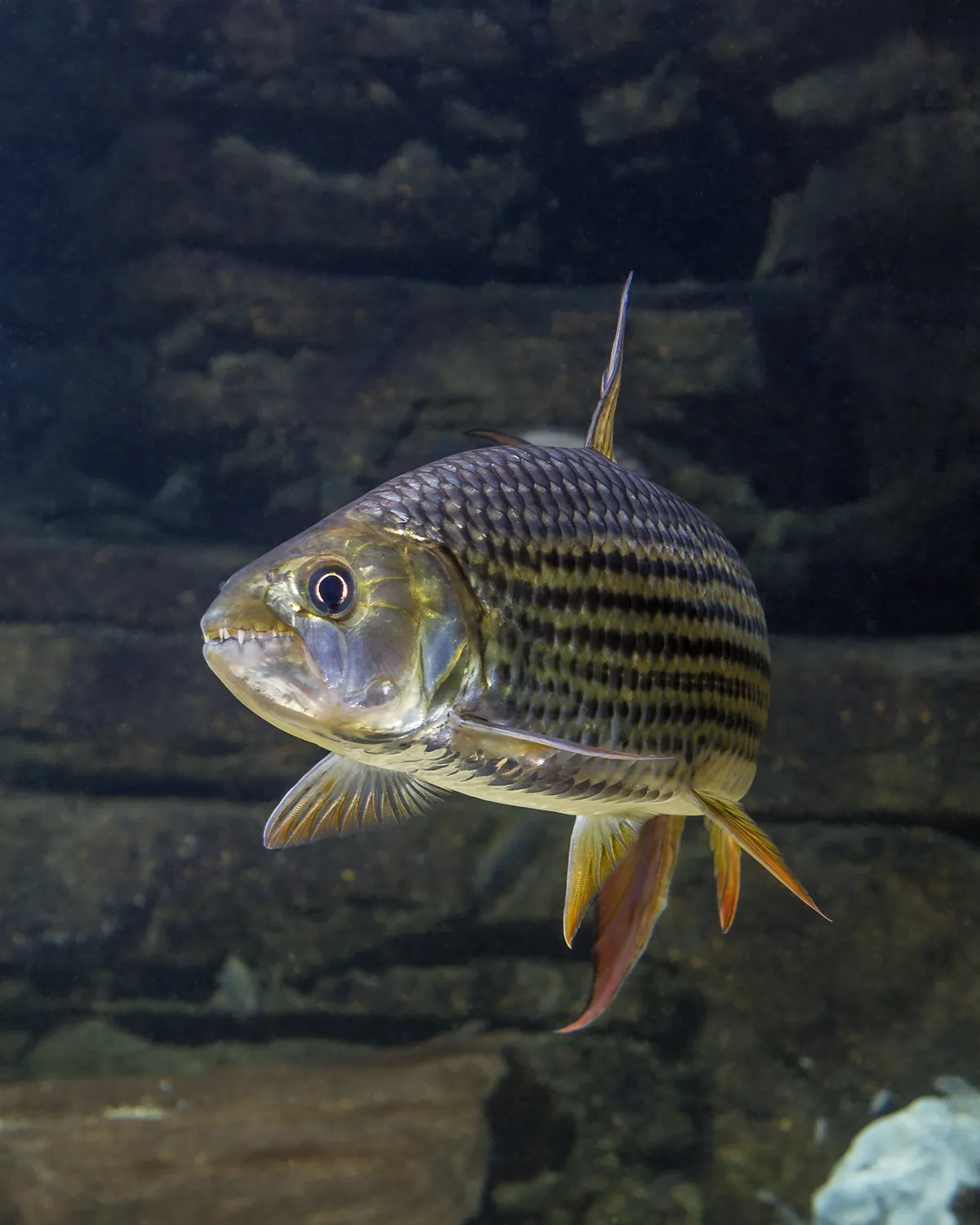 A Tiger Fish swims in an exhibit