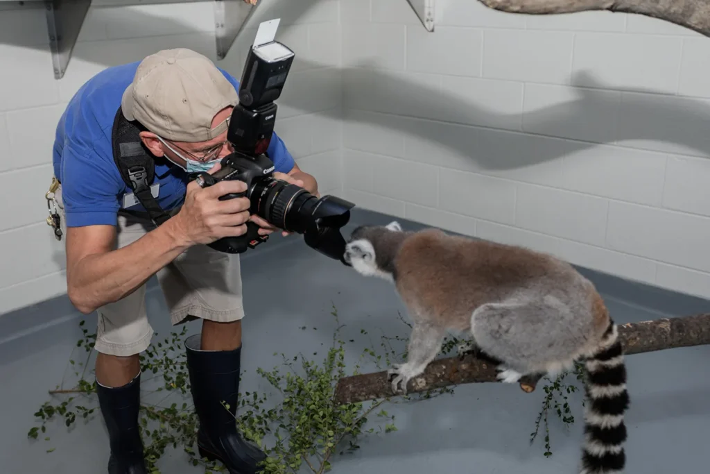 Todd Stailey photographs a Ring-tailed Lemur in an off-exhibit area
