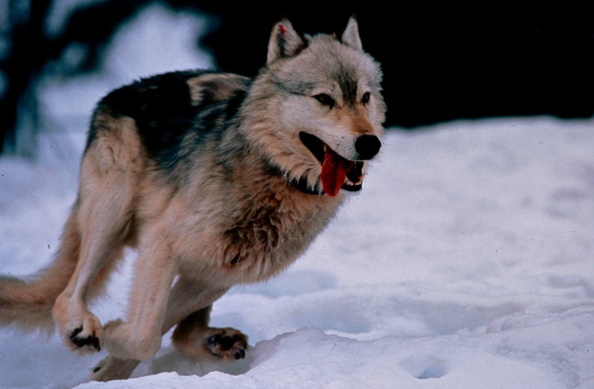 A Gray Wolf runs through the snow in Yellowstone National Park in the film Lost Wolves of Yellowstone. The film begins screening at the Tennessee Aquarium IMAX 3D Theater on Feb. 13. (Credit: IMAX)
