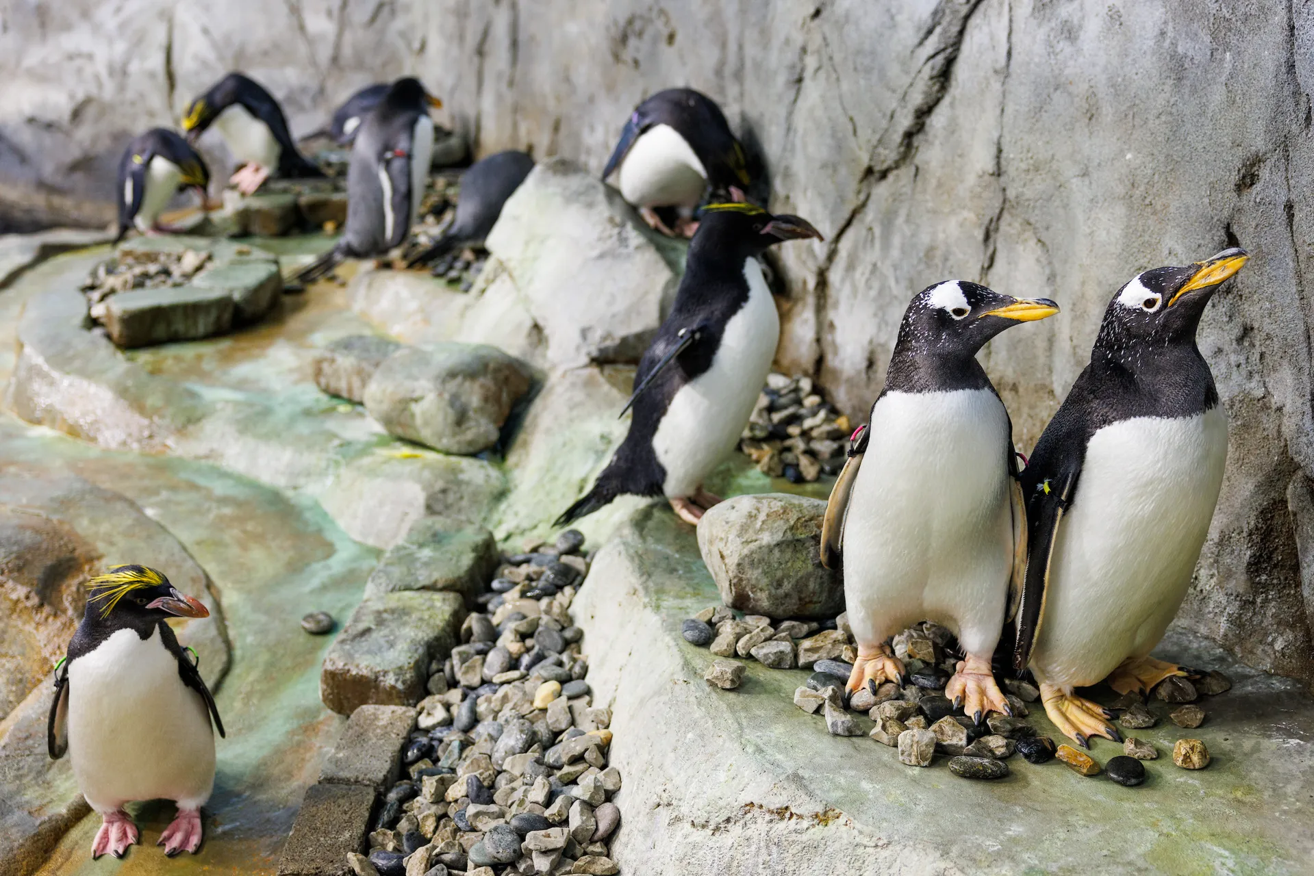 Gentoo and Macaroni Penguins stand inside an aquarium exhibit.