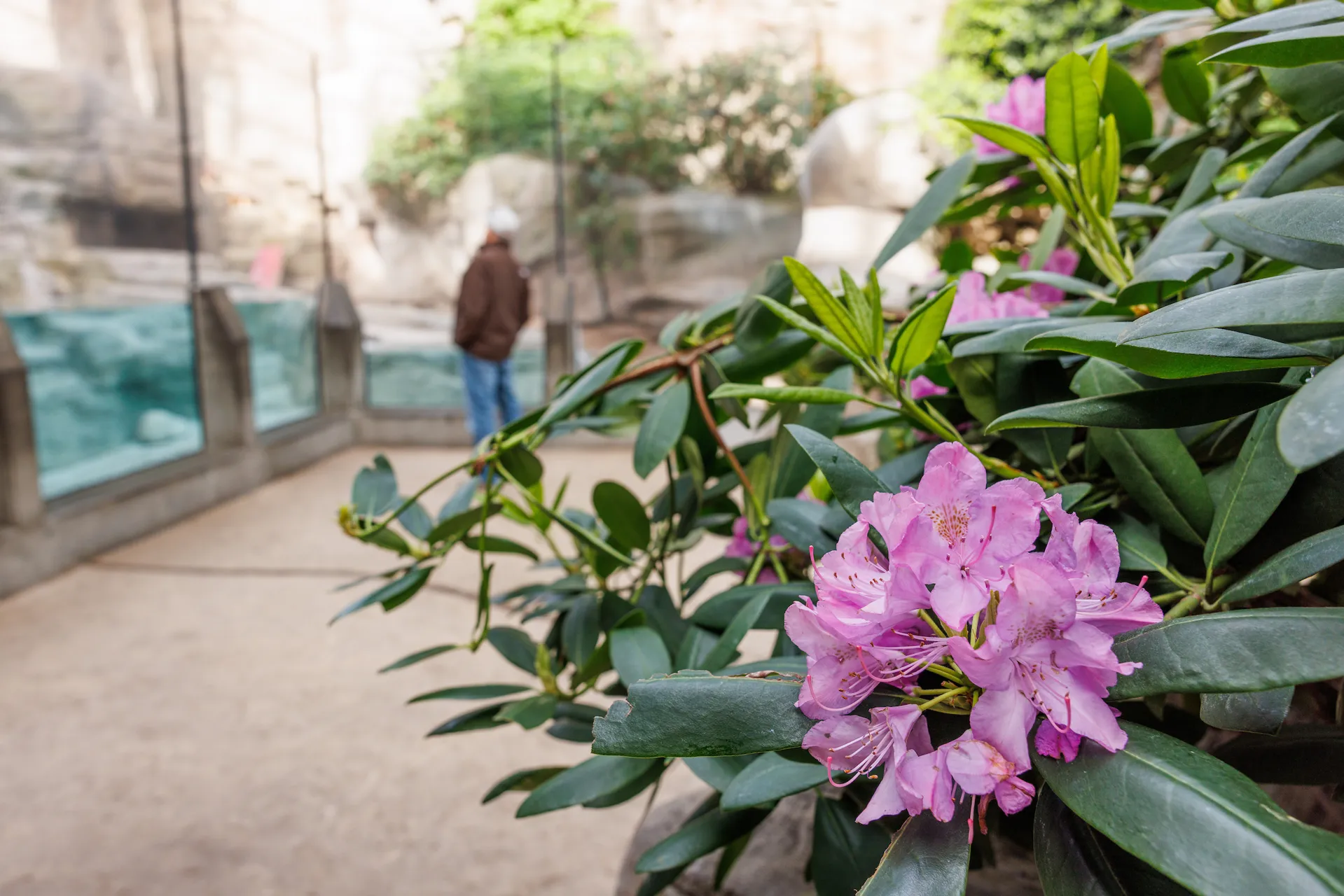 A rhododendron plant blooming in the Appalachian Cove Forest gallery at the TN Aquarium with guests in the background