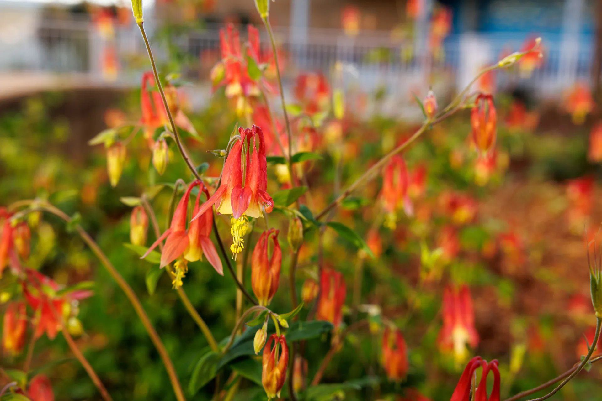 Spring wildflowers are nature&rsquo;s hidden treasures