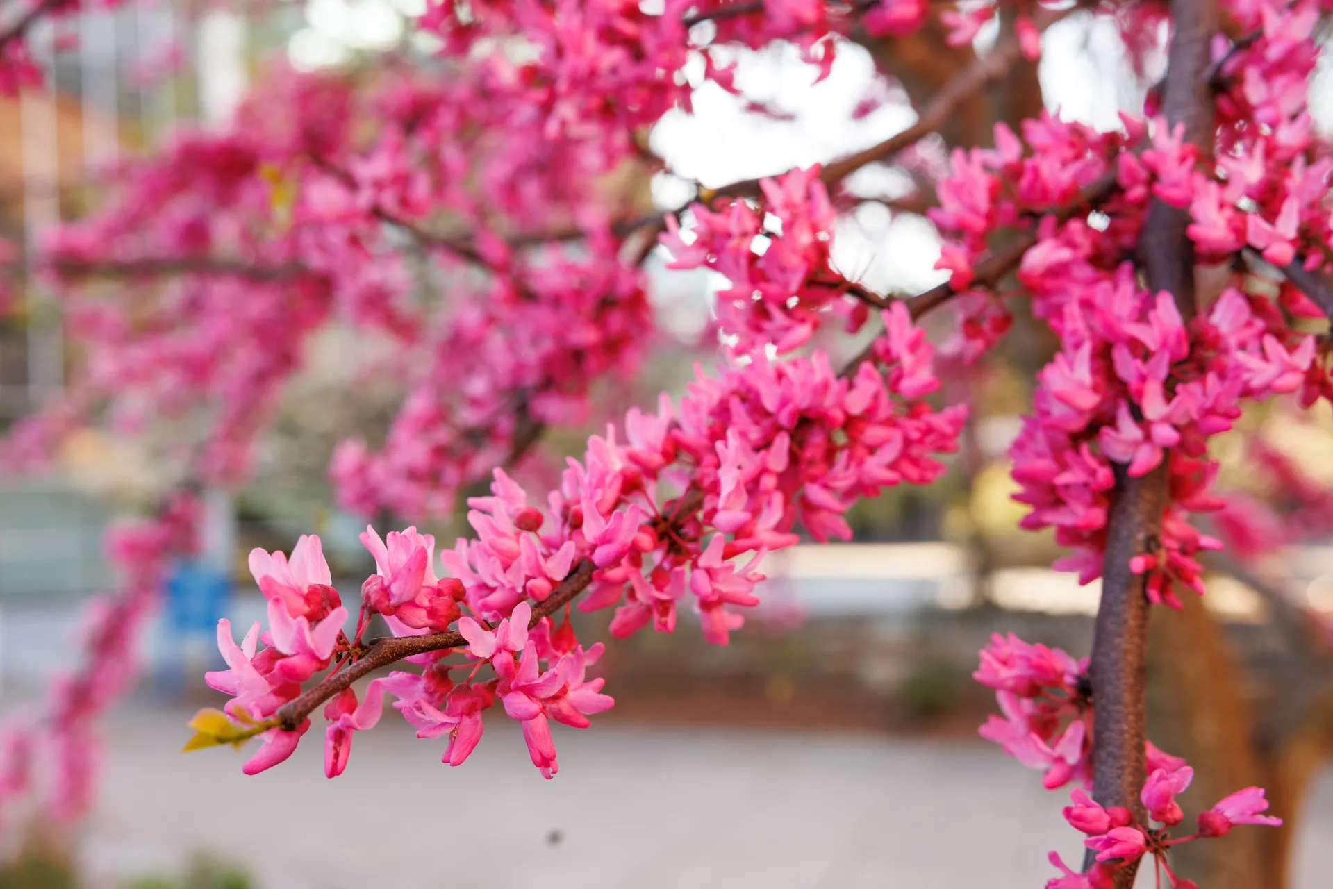 A vibrant pink Redbud tree (Cercis canadensis) on the Aquarium plaza.