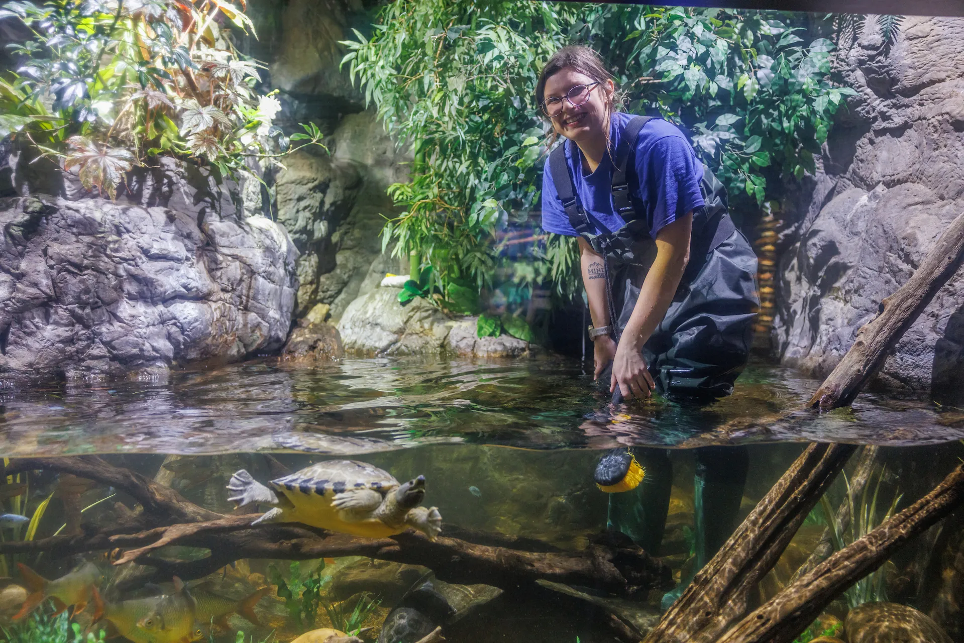 Husbandry Volunteer in a Rivers of the World exhibit at the Tennessee Aquarium