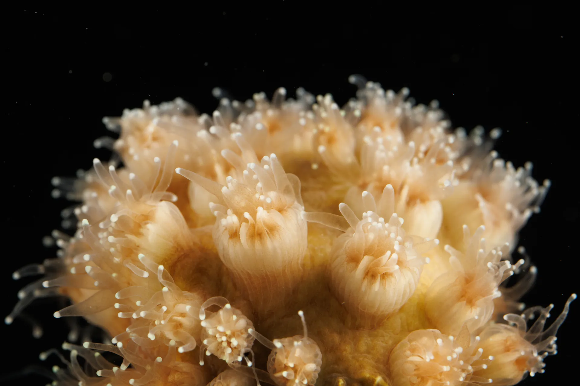 Galaxy Coral or Ivory Coral (Galaxea sp.)